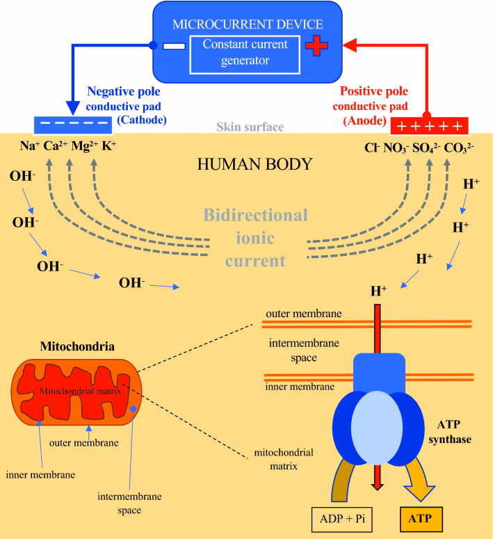 Effets physiologiques des microcurants électriques NESA